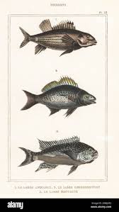 Image result for Pomadasys commersonnii