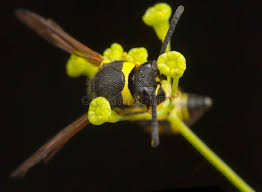 Attēlu rezultāti vaicājumam “Eumenes sp.”