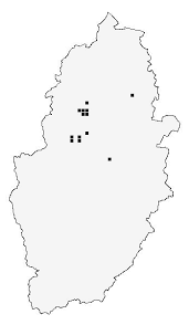 Attēlu rezultāti vaicājumam “Dacne bipustulata”
