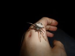 Attēlu rezultāti vaicājumam “Araneus diadematus”