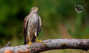 Attēlu rezultāti vaicājumam “Accipiter nisus”