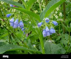 Attēlu rezultāti vaicājumam “Symphytum asperum leaf”