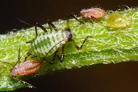 Attēlu rezultāti vaicājumam “Macrosiphoniella millefolii”