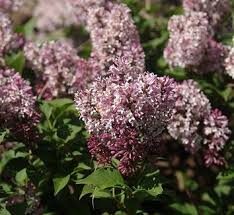 Attēlu rezultāti vaicājumam “Syringa reticulata subsp. amurensis”