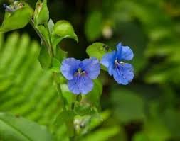 Attēlu rezultāti vaicājumam “Commelina coelestis”