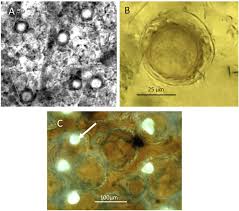 Attēlu rezultāti vaicājumam “Badhamiopsis macrospora spores”