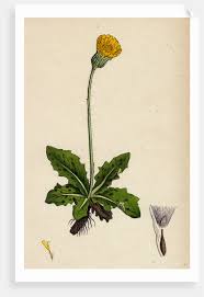 Attēlu rezultāti vaicājumam “Hypochaeris maculata flower”