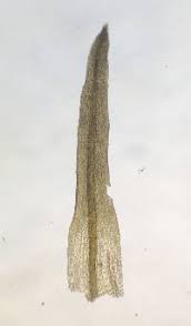 Attēlu rezultāti vaicājumam “Bryoerythrophyllum recurvirostrum sporophyte”