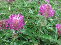 Attēlu rezultāti vaicājumam “Trifolium medium bud”
