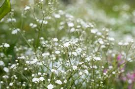 Attēlu rezultāti vaicājumam “Gypsophila paniculata leaf”