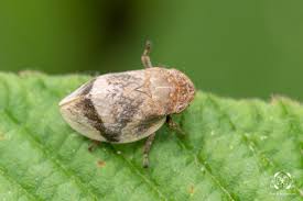 Attēlu rezultāti vaicājumam “Lepyronia coleoptrata”