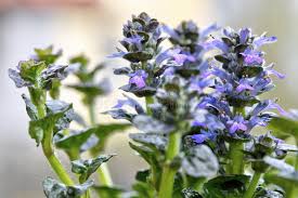 Attēlu rezultāti vaicājumam “Ajuga pyramidalis leaf”