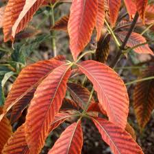 Attēlu rezultāti vaicājumam “Aesculus x neglecta”