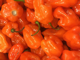 Afbeeldingsresultaat voor orange habanero hot pepper