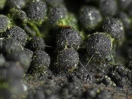 Attēlu rezultāti vaicājumam “Ruzenia spermoides”