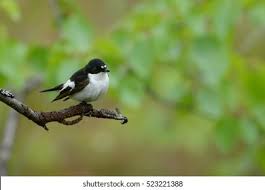 Attēlu rezultāti vaicājumam “Ficedula hypoleuca male”