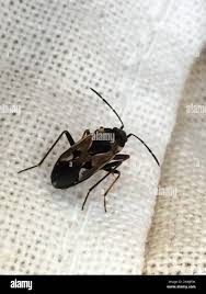 Image result for Rhyparochromus