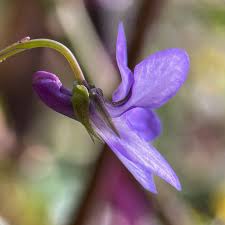 Attēlu rezultāti vaicājumam “Viola reichenbachiana”