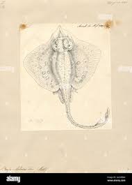 Image result for Raja asterias