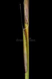 Attēlu rezultāti vaicājumam “Nardus stricta fruit”