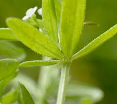 Attēlu rezultāti vaicājumam “Galium trifidum”