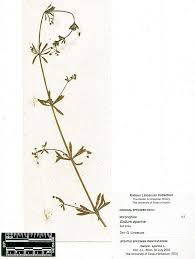 Attēlu rezultāti vaicājumam “Galium aparine”