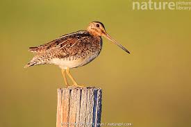 Image result for Gallinago delicata