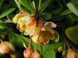 Attēlu rezultāti vaicājumam “Berberis thunbergii flower”