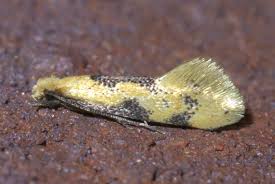 Attēlu rezultāti vaicājumam “Monopis monachella”