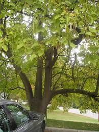 Attēlu rezultāti vaicājumam “Catalpa”