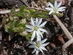 Attēlu rezultāti vaicājumam “Stellaria crassifolia”