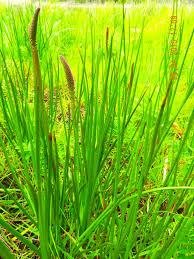 Attēlu rezultāti vaicājumam “Triglochin maritimum”