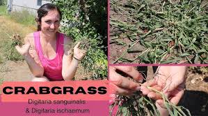 Attēlu rezultāti vaicājumam “Digitaria ischaemum”