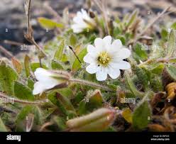 Attēlu rezultāti vaicājumam “Cerastium sylvaticum”