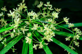 Attēlu rezultāti vaicājumam “Cyperaceae”