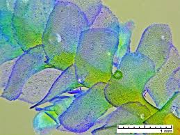 Attēlu rezultāti vaicājumam “Scapania undulata”