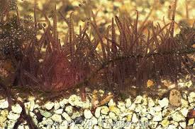 Attēlu rezultāti vaicājumam “Tubifera montana”