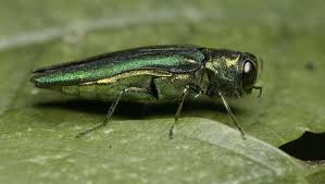 Attēlu rezultāti vaicājumam “Heterotrichia insignis (syn. Arcyria insignis) macro”