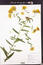 Attēlu rezultāti vaicājumam “Inula britannica leaf”