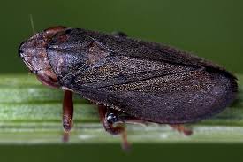 Attēlu rezultāti vaicājumam “Neophilaenus lineatus”