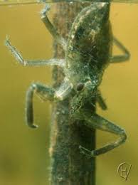 Attēlu rezultāti vaicājumam “Nepa cinerea nymph”