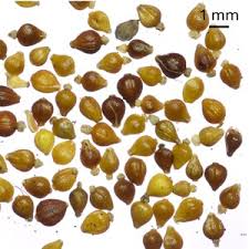 Attēlu rezultāti vaicājumam “Eleocharis uniglumis fruit”