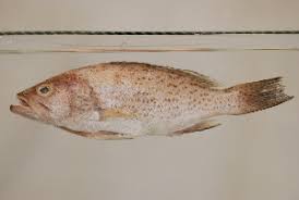 Image result for Mycteroperca phenax