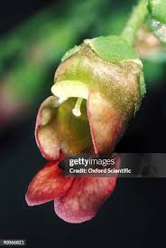 Attēlu rezultāti vaicājumam “Scrophularia nodosa flower”