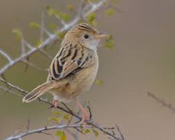 Image result for Cisticola juncidis