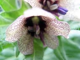 Attēlu rezultāti vaicājumam “Hyoscyamus niger fruit”