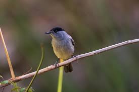 Attēlu rezultāti vaicājumam “Sylvia atricapilla”