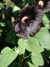 Image result for Alcea rosea nigra