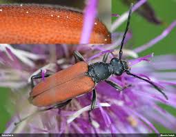 Attēlu rezultāti vaicājumam “Anastrangalia sanguinolenta”