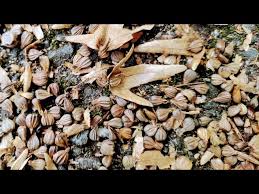 Attēlu rezultāti vaicājumam “Carpinus betulus fruit”